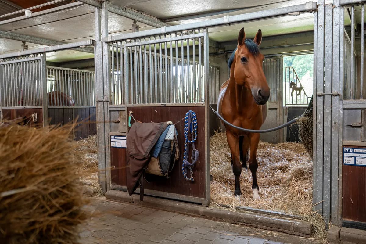 cheval au haras