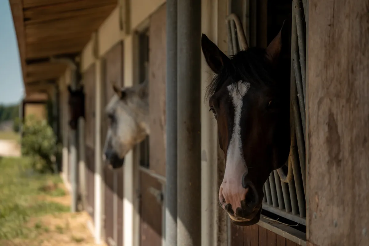 Haras Ecurie