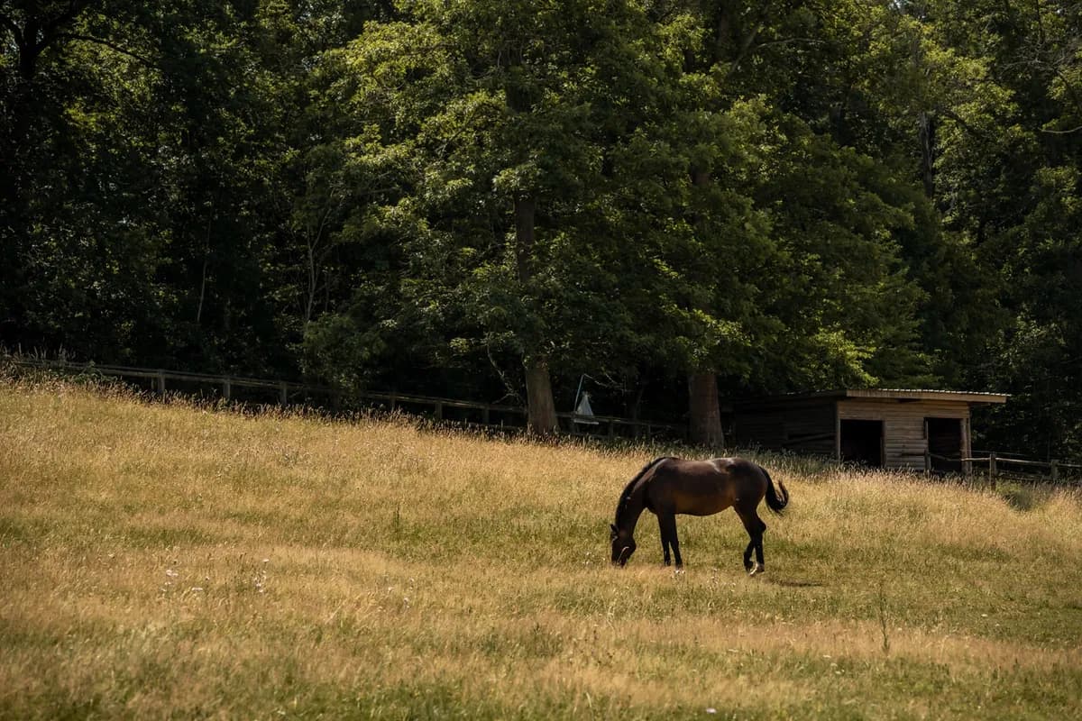 Haras Ecurie