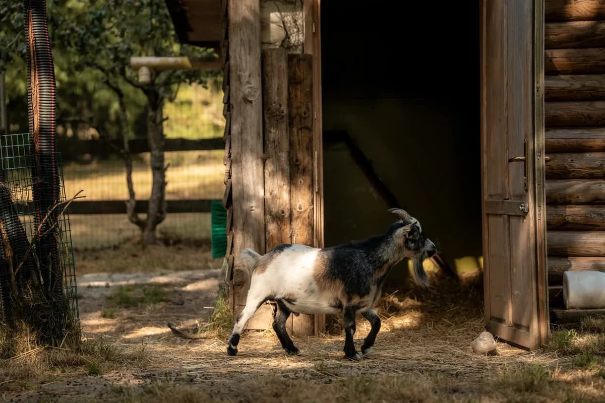 Animaux dans le Parc 