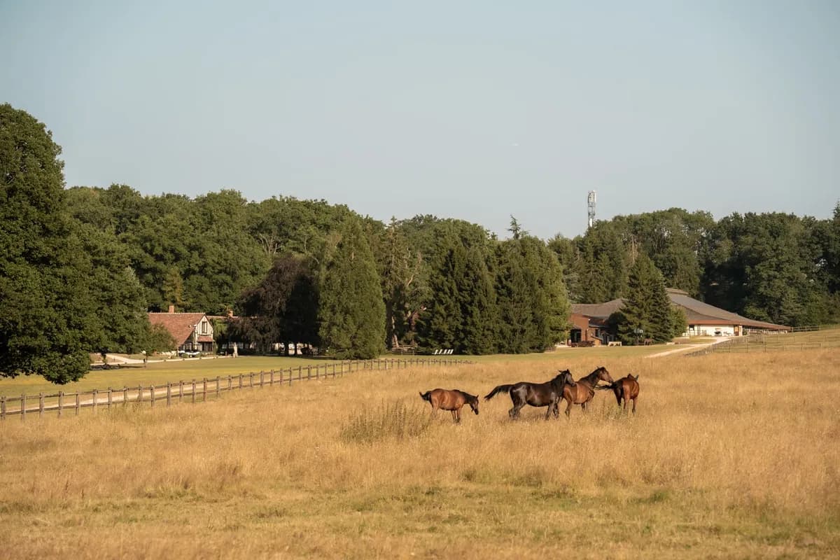 Chevaux dans le Parc 