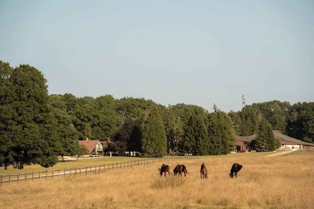 Chevaux dans le Parc 