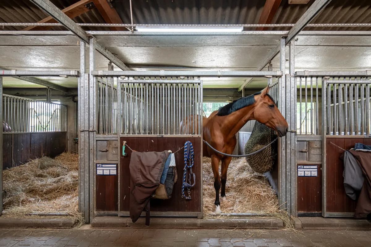 Haras