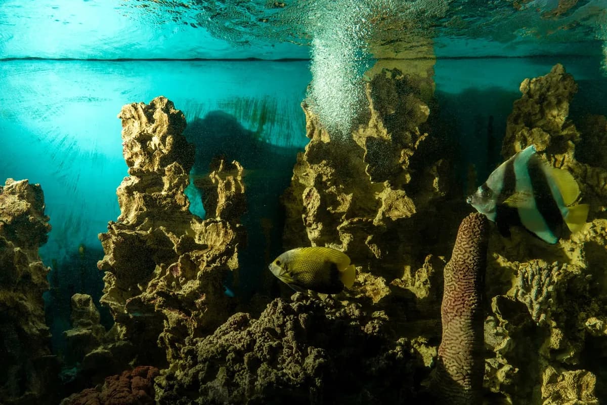 Aquarium Exotique de l'Espace Détente