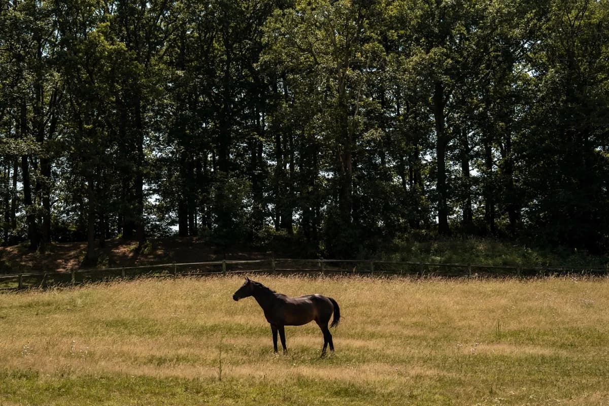 Chevaux dans le Parc du Domaine