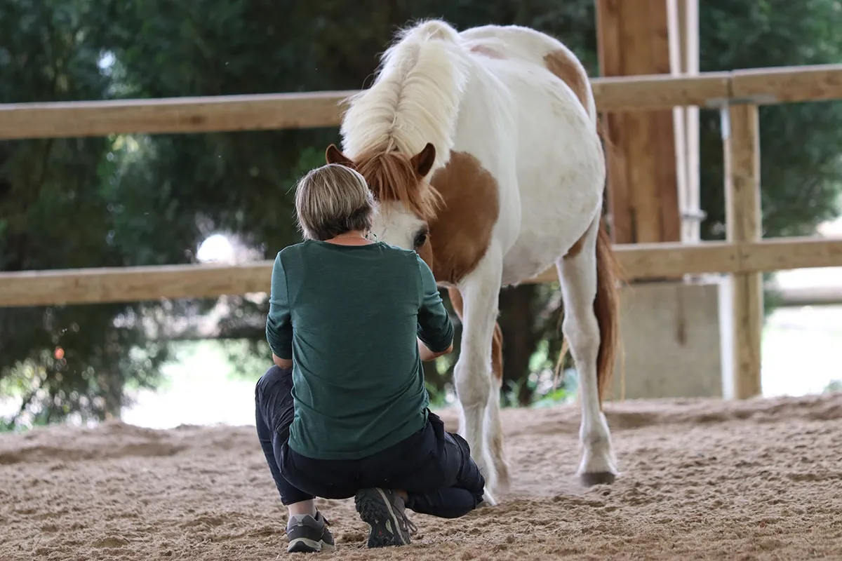 Equicoaching