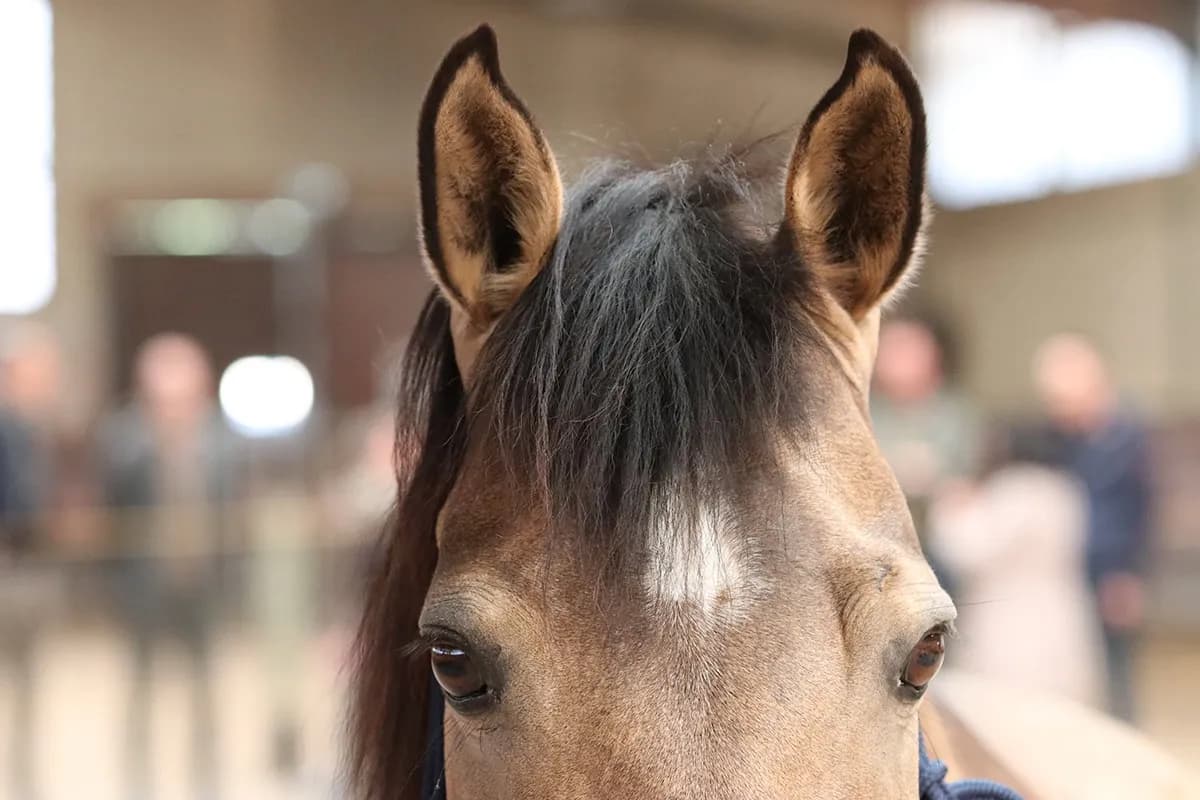 Equicoaching