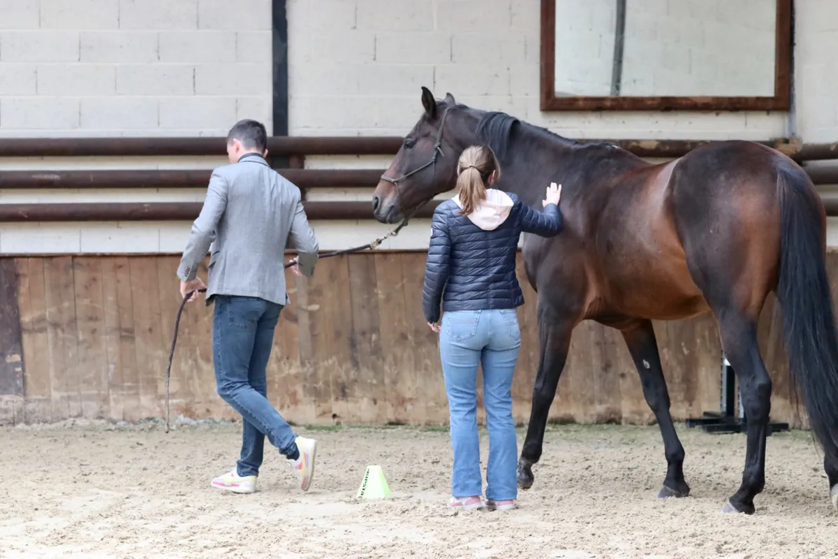 Equicoaching