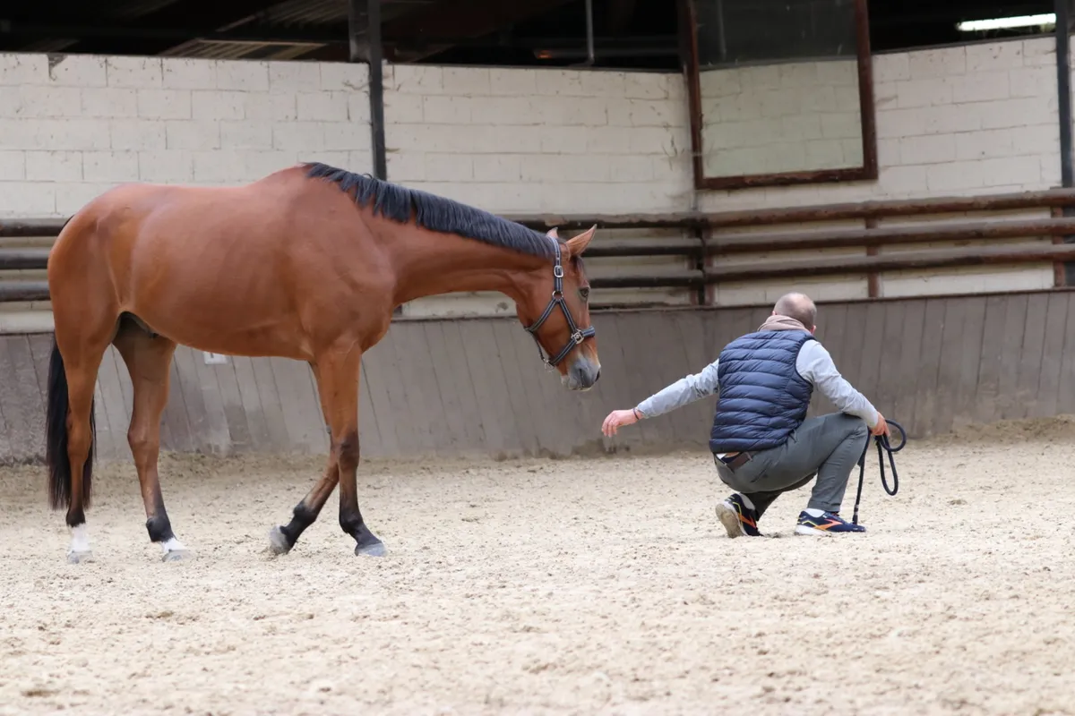 Equicoaching