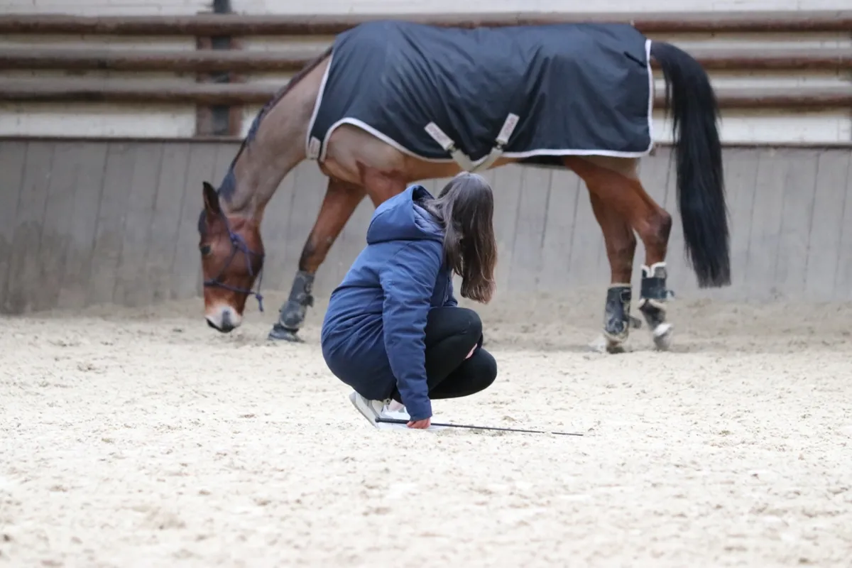 Equicoaching