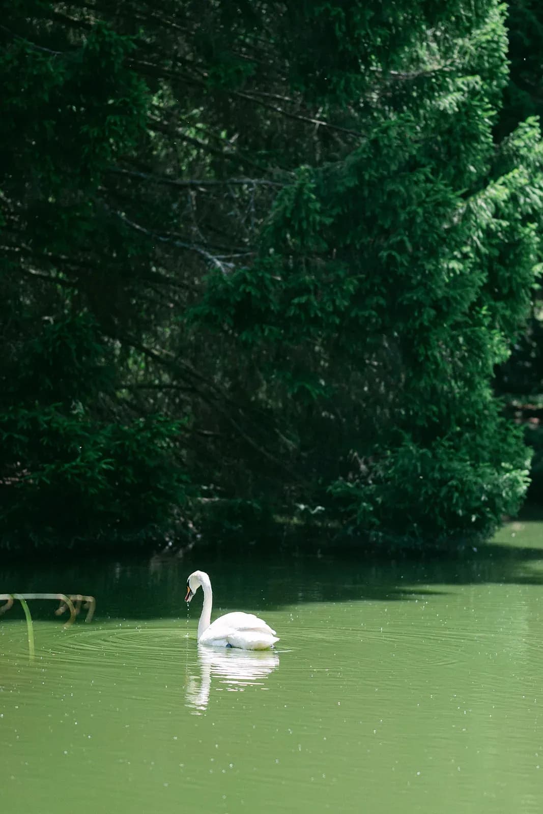 Notre Cygne