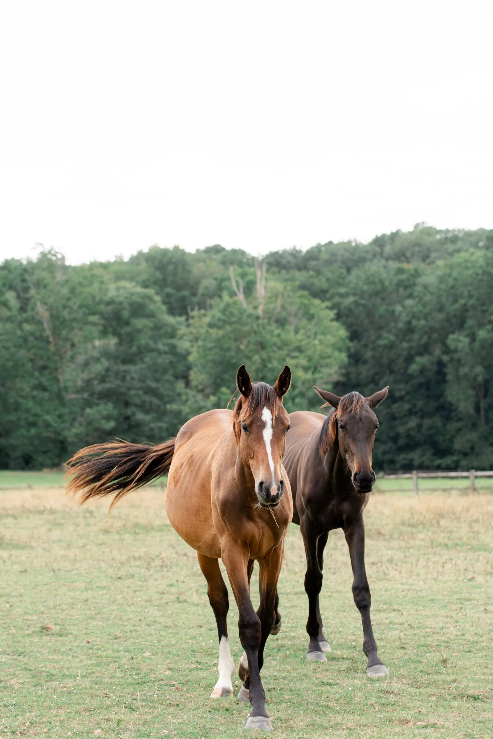 Cheval au haras du Domaine de la Butte Ronde — Yvelines