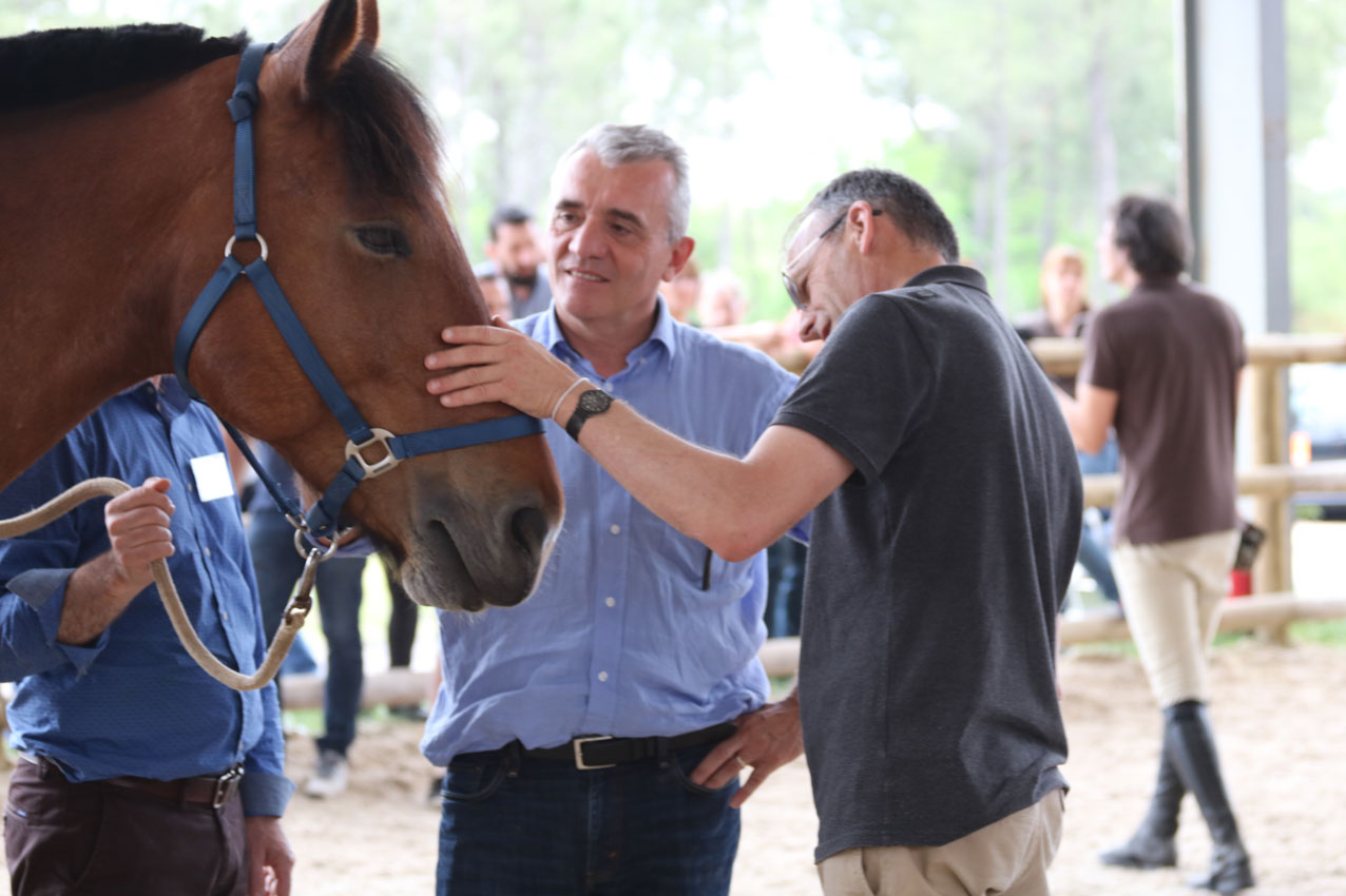 Equicoaching Caresse de cheval